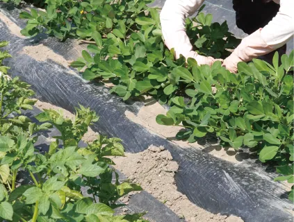 畑荒らしを見守る